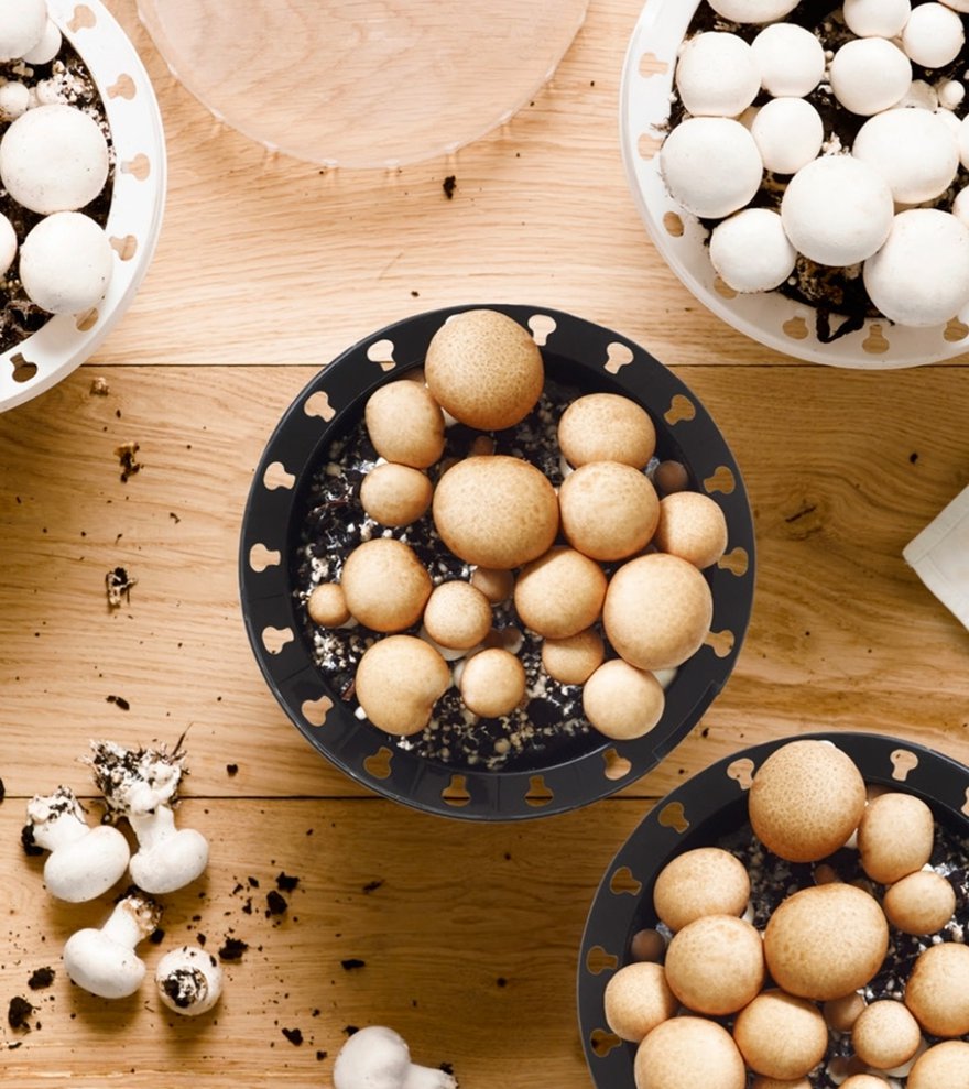 Studiounbound Packaging Branding Mushrooms