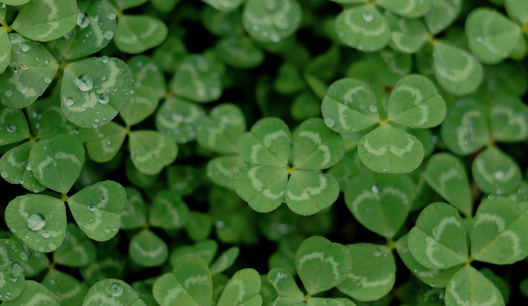 Studio Unbound Brooklandsdairy Clovers