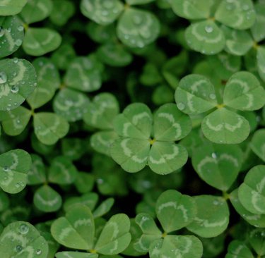 Studio Unbound Brooklandsdairy Clovers
